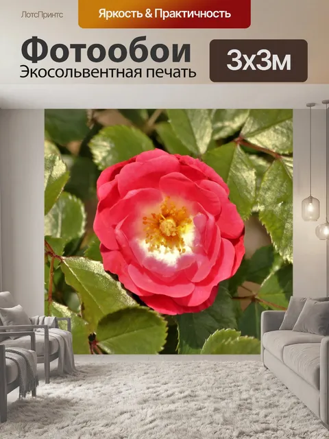 Фотообои Красная роза крупным планом 2