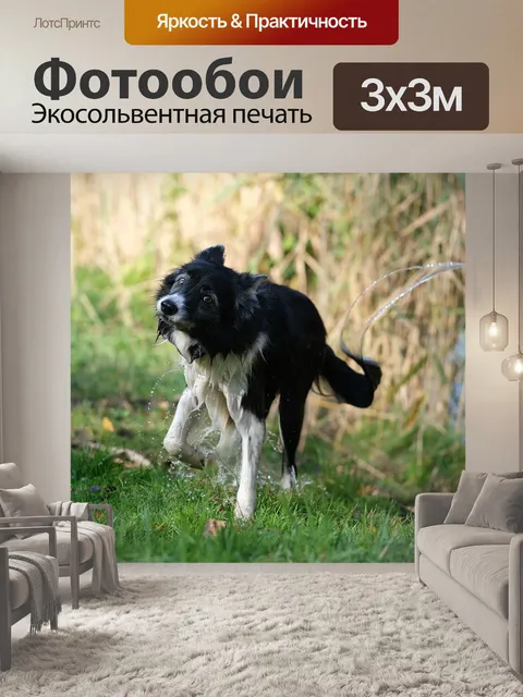 Фотообои Бордер-колли