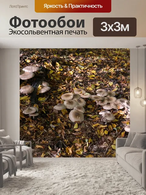 Фотообои Грибы