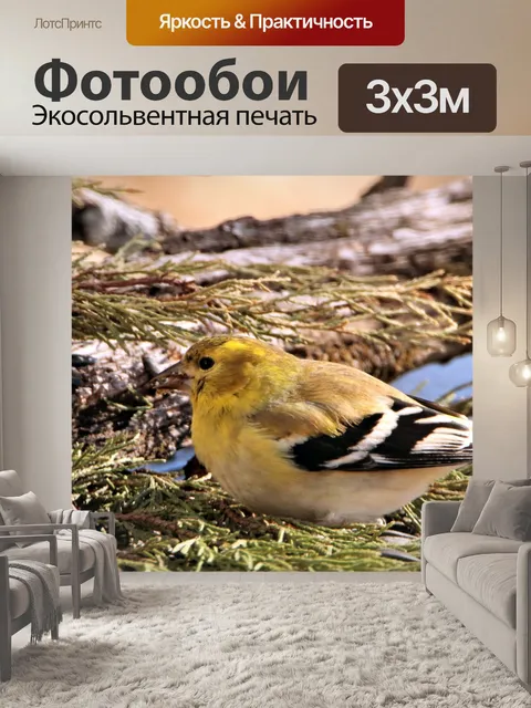 Фотообои Мужской гольфист крупным планом