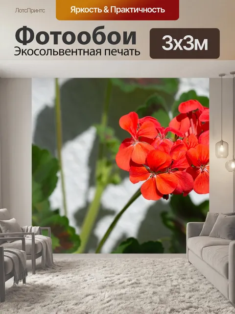 Фотообои Герань