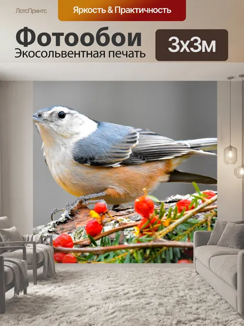Фотообои Белогрудый поползень