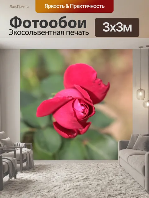 Фотообои Роуз