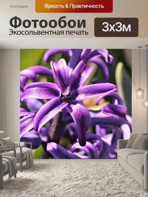 Фотообои Фиолетовый гиацинт Блум крупным планом