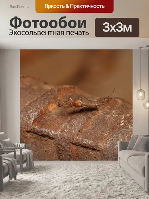 Фотообои Комар