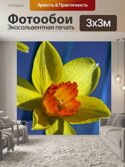Фотообои Оранжевый и желтый нарцисс