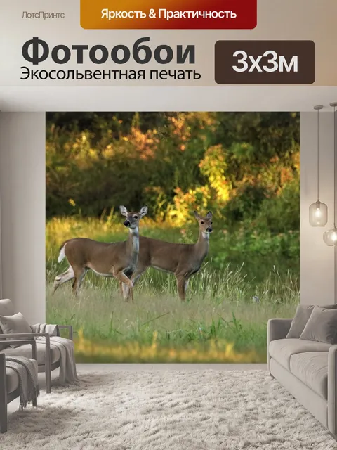 Фотообои Два олень в белом хвосте