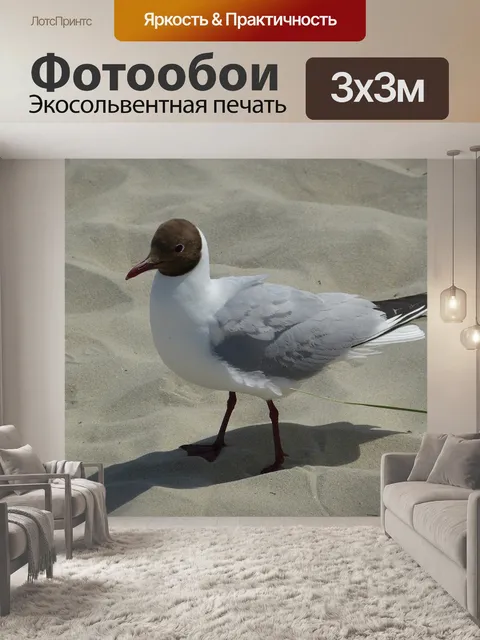 Фотообои Чайка