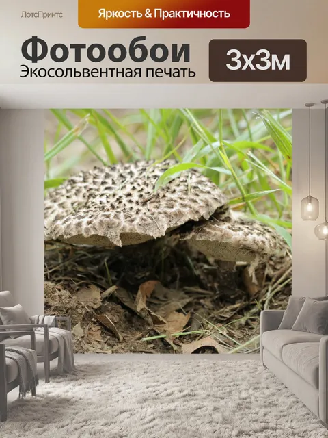 Фотообои Старик из лесных грибов