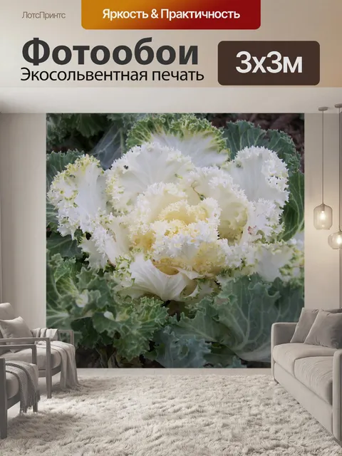 Фотообои Декоративная капуста