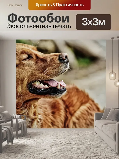 Фотообои Ирландский сеттер