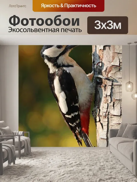 Фотообои Дятел