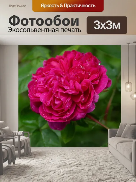 Фотообои Роза де решт