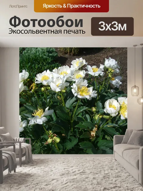 Фотообои Пионы