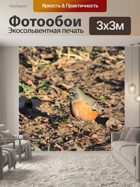 Фотообои Американский Робин в раннее утро