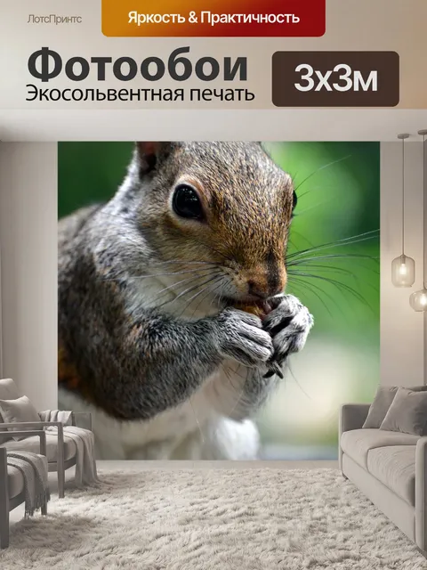 Фотообои Белка