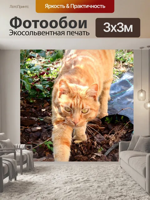 Фотообои Красный кот