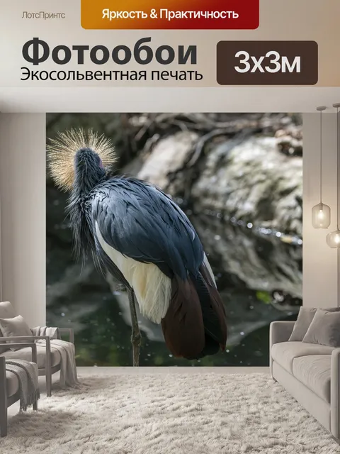 Фотообои Серые венценосные журавли
