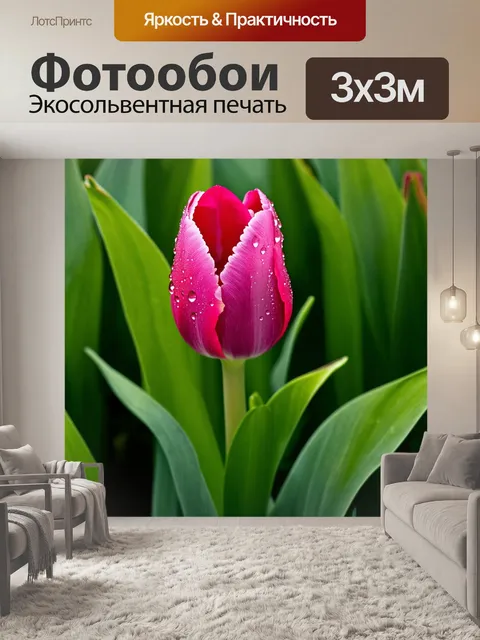 Фотообои тюльпан в процессе распускания