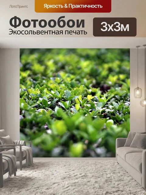 Фотообои Самшит Кустарник