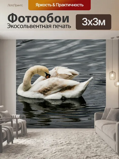 Фотообои Лебедь