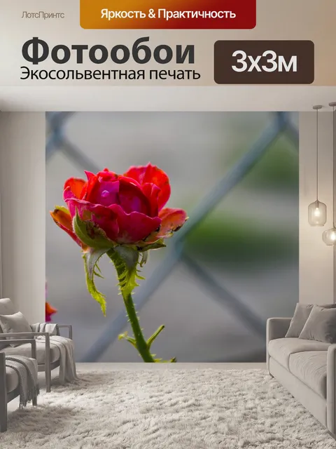 Фотообои Красная роза