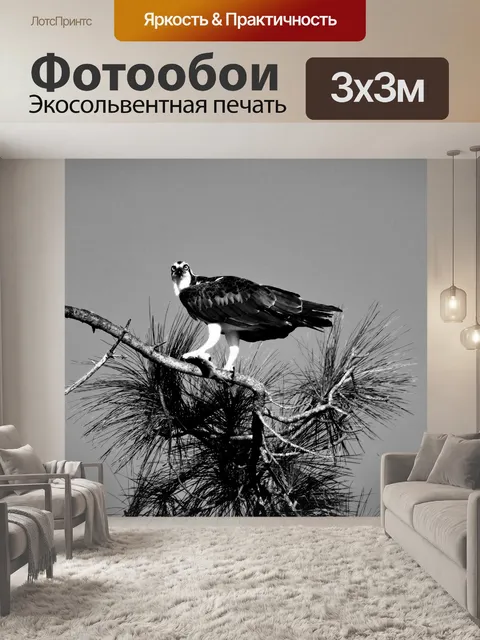 Фотообои Оспри в дикой природе
