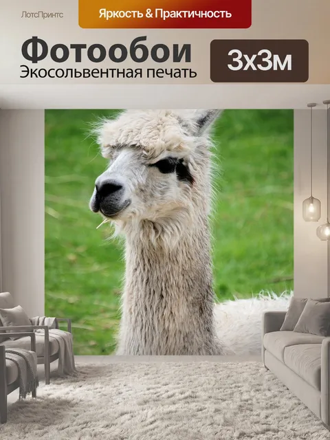 Фотообои Лама