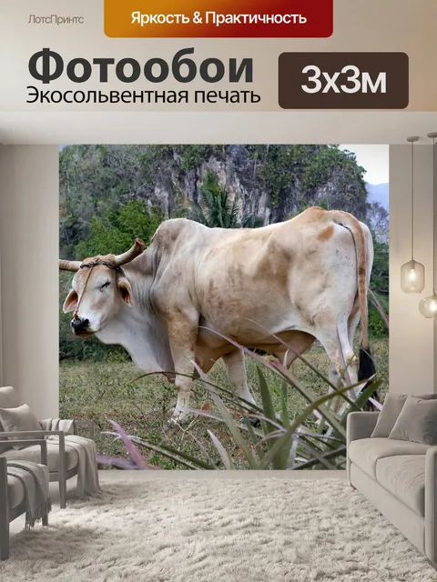 Фотообои Бык