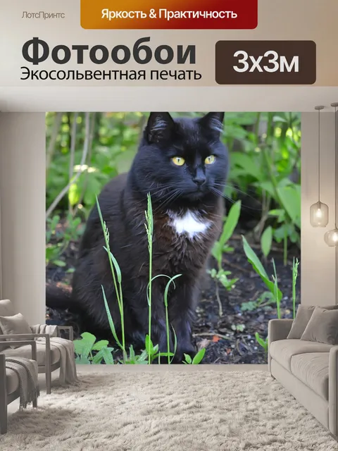 Фотообои Черный кот.