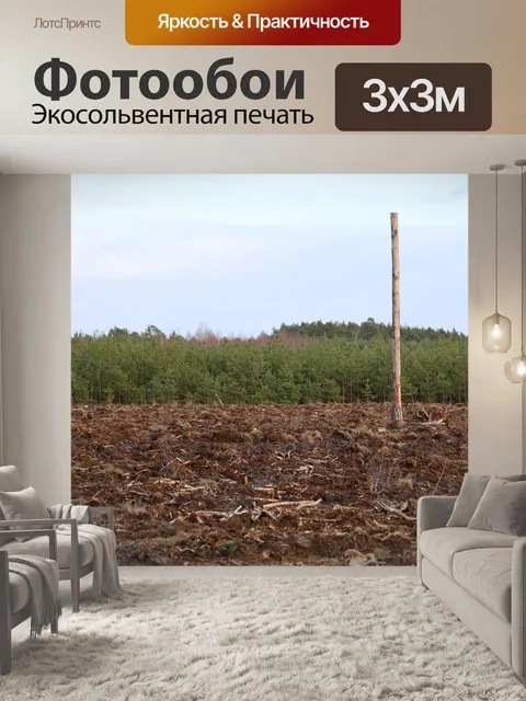Фотообои Лес