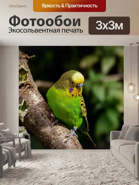 Фотообои Волнистый попугайчик
