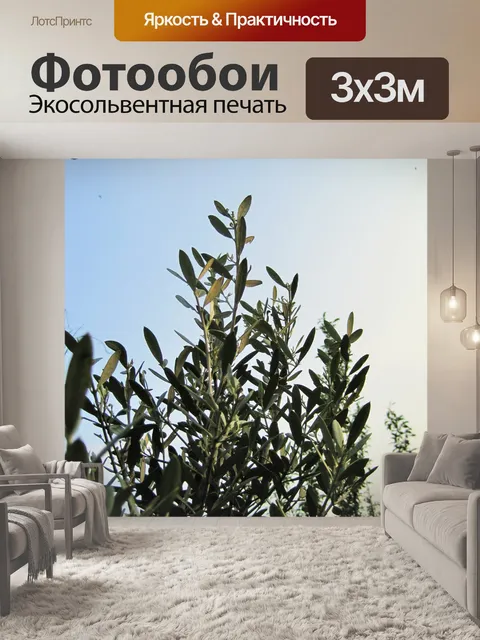 Фотообои оливковое дерево в солнечном свете