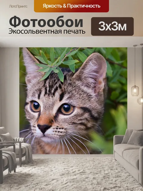 Фотообои Кот