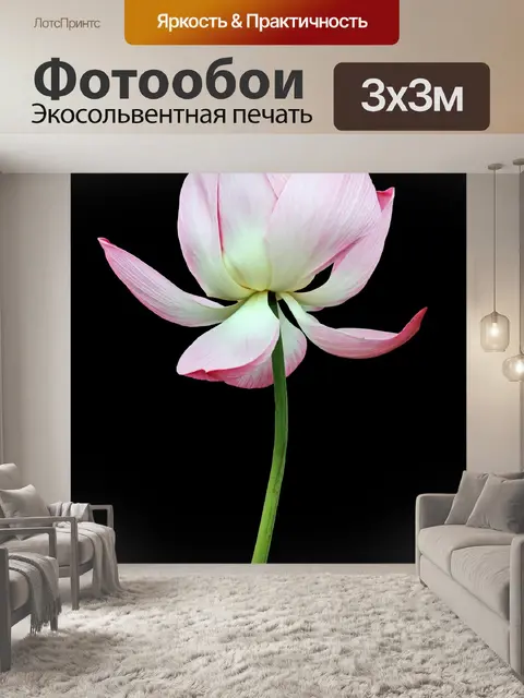 Фотообои Цветок лотоса