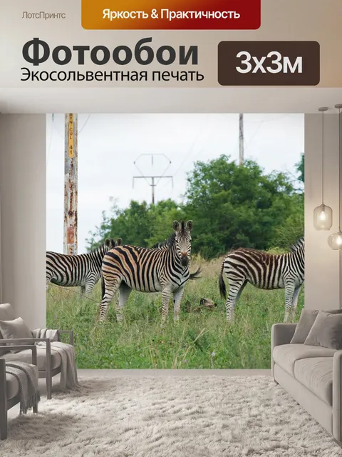 Фотообои группа зебры под линиями электропередач