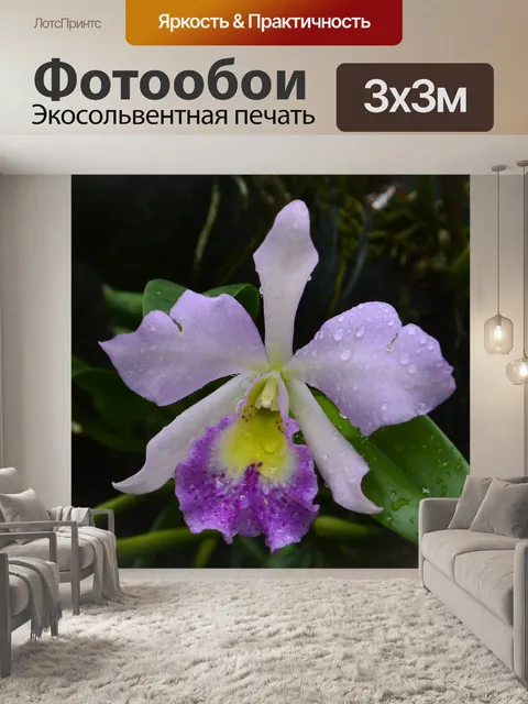 Фотообои Орхидеи