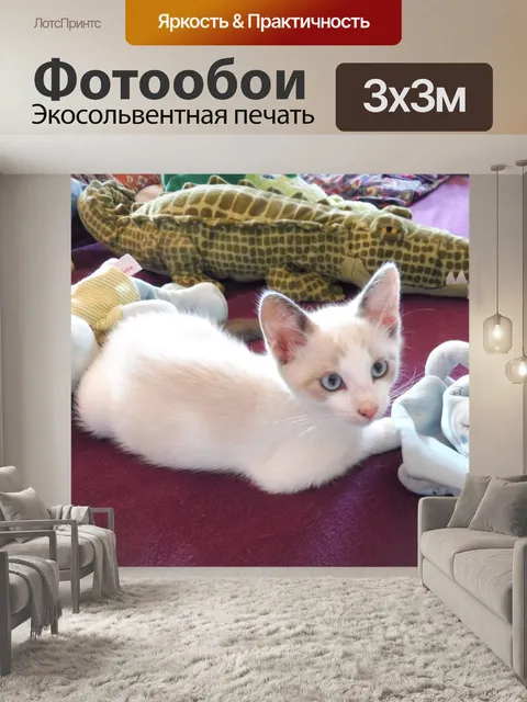 Фотообои котенок
