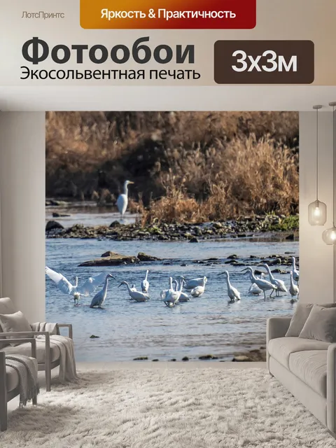 Фотообои Цапли