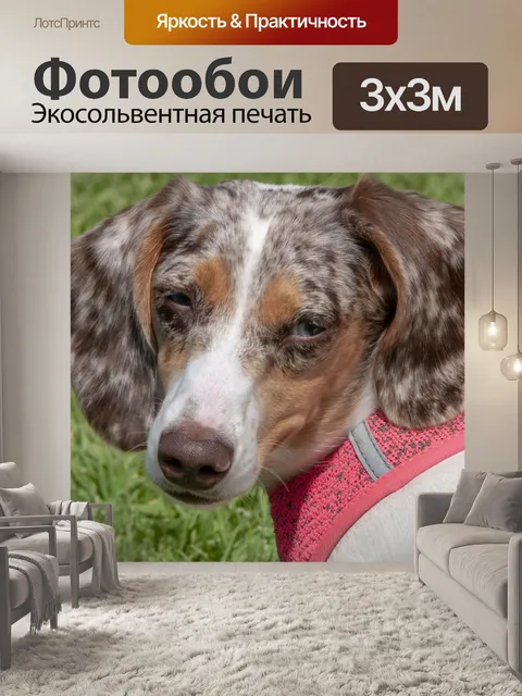 Фотообои Dapple такса Собака