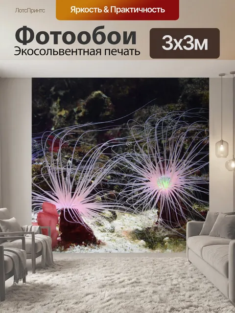 Фотообои Морской анемон