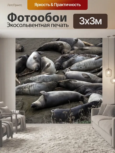 Фотообои Морские слоны