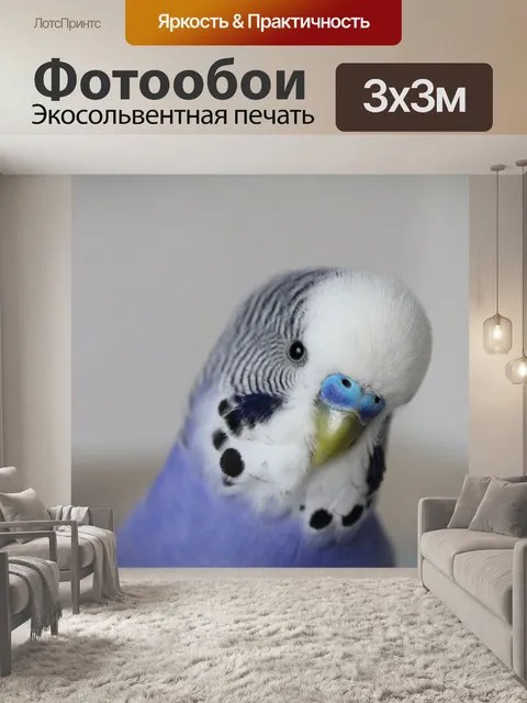 Фотообои Волнистый попугайчик