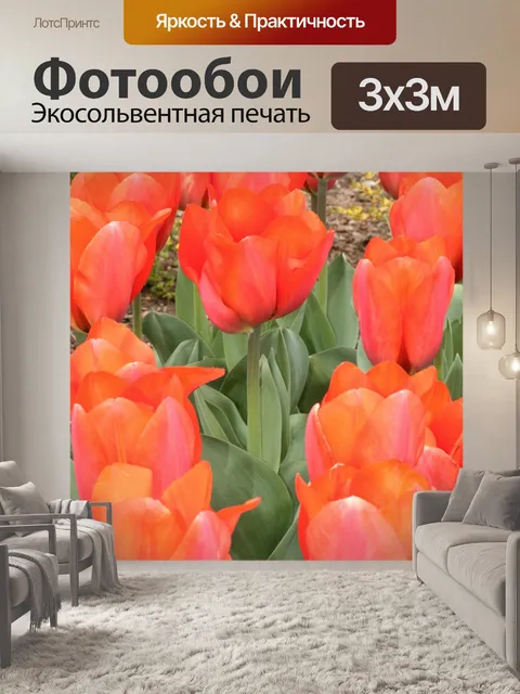 Фотообои Оранжевые тюльпаны крупным планом