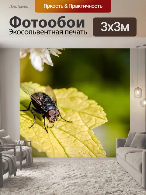Фотообои Bluebottle