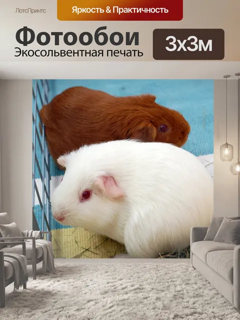 Фотообои Гвинея