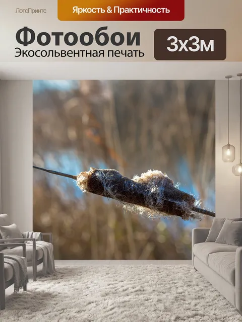Фотообои Рогоз