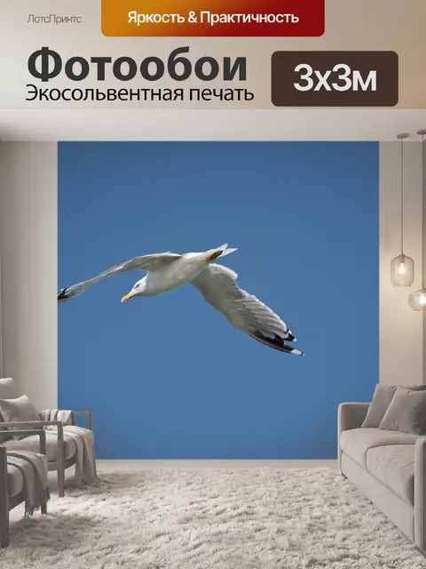 Фотообои Летающая чайка, морская птица