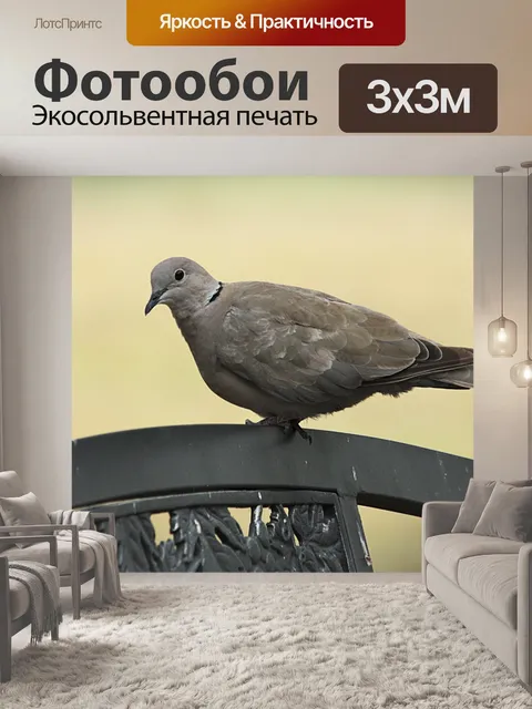 Фотообои Евразийская овальная голубь на скамье