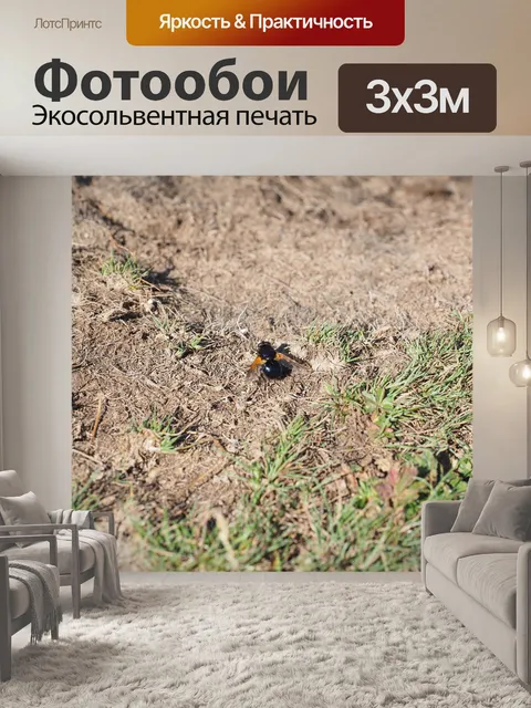 Фотообои Обычный лес плавающей муха